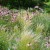 Schulgarten Kagran Echinacea und Federgras