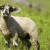 Genuss Region Osttiroler Berglamm - junges Lamm auf der Weide aus Bannberg auf der Pustataler Sonnenterrasse©Rita Newman